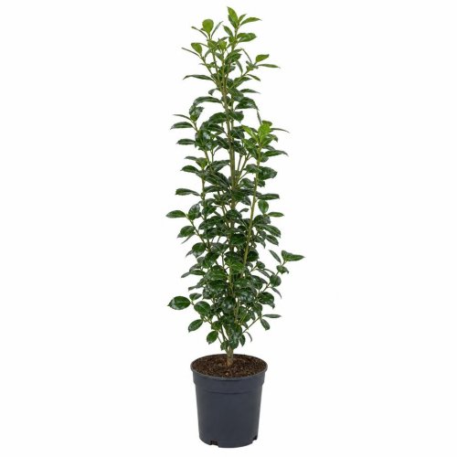 Падуб мучегара ГРИБ Ilex mutchagara Nellie R. Stevens FUNGO с130 150/175 (И)