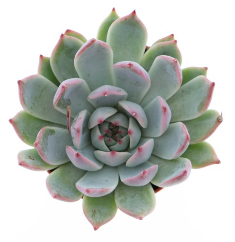 Эхеверия Чихуахуэнсис Echeveria Chihuahuaensis 10/8,5 (Н)