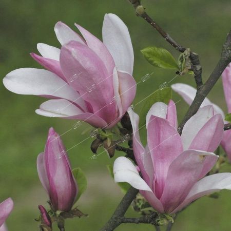 Магнолия гибридная Джордж Генри Керн - magnolia george henry kern 100-125 10л. (Н) 