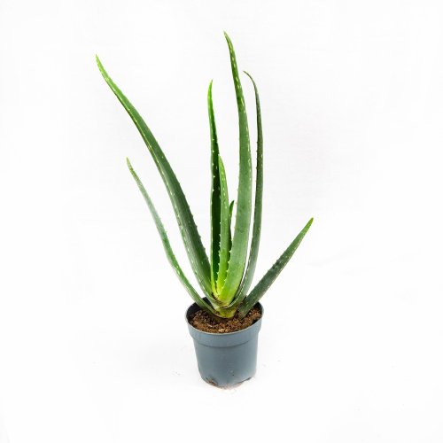 Алоэ Aloe vera - grey с5