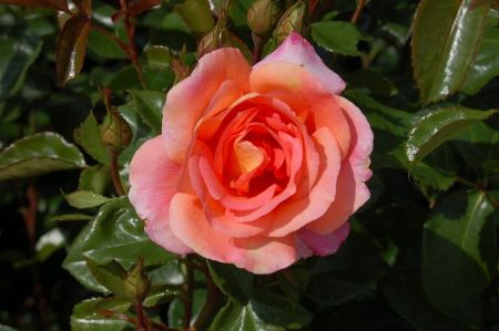 Роза флорибунда Шанти коробка 1шт (двухлетка) Волжский Сад