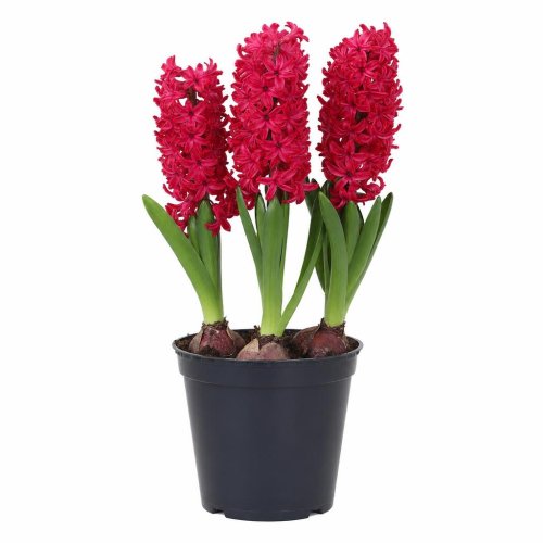 Гиацинт Рэд Глори Hyacinthus Red Glory 14/15 3шт 