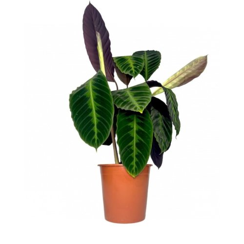 Калатея Варшевича Calathea warscewiczii 80/19 (Н)