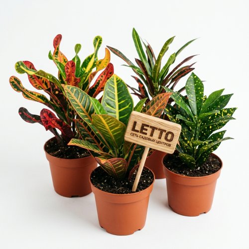 Кодиеум микс Codiaeum микс р13/15