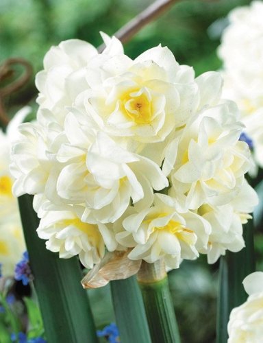 Нарцисс Ерлишер Narcissus Erlicheer 13/14 5шт, капер, Колорлайн