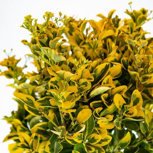 Бересклет японский 1/2 ШТАМБ Euonymus japonicus 1/2 Fusto с18 (И)