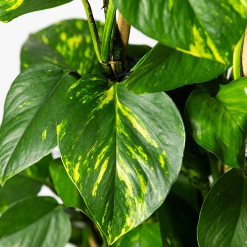 Эпипремнум золотистый пирамида Epipremnum aureum piramide 160/27