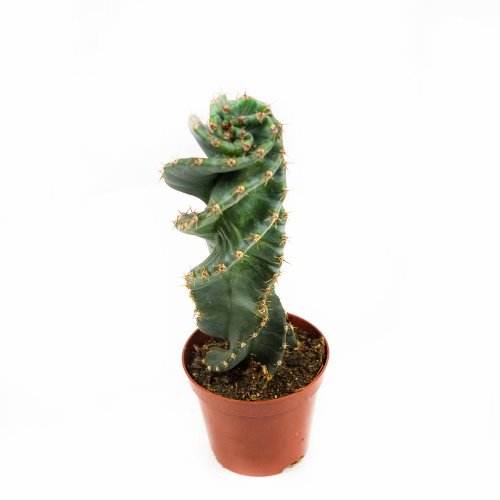 Кактус Cereus Peruvianus Tortuosus 28/10,5 (Н)