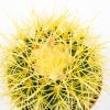 Эхинокактус Грузона Echinocactus grusonii 20/12 (Н)