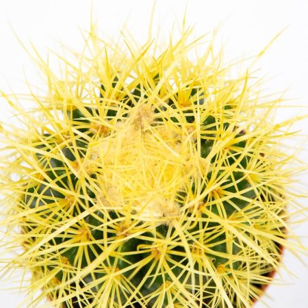 Эхинокактус Грузона Echinocactus grusonii 20/12 (Н)
