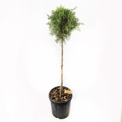 Кипарис аризонский 1/2 ШТАМБ с15/18 h100/120 d30/40 Cupressus arizonica Fastigiata 1/2 Fusto (И)