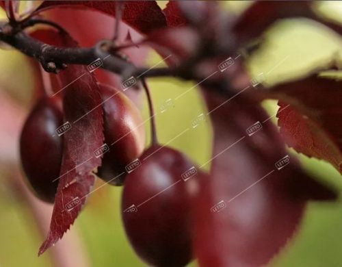 Слива растопыренная Pissardii Nigra штамб 6/8 с25 250+ Prunus Pissardii Nigra Alto fusto (И)