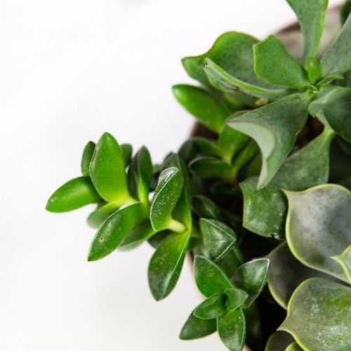 Суккулент Композиция микс Succulenten mix р27