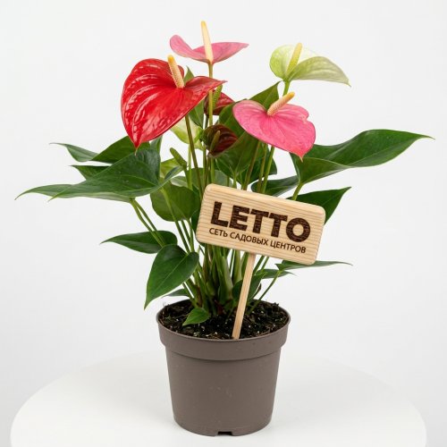 Антуриум Андре Ванилла Anthurium andraeanum Vanilla +4 36/12 (Н)