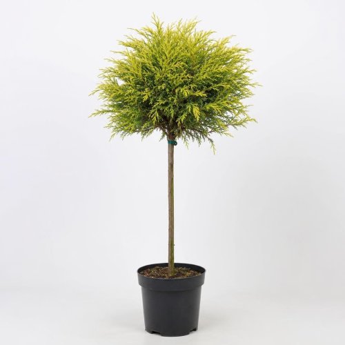 Кипарисовик тупой ШТАМБ Chamaecyparis Obt Aurora On Stem 130/32 (Н)