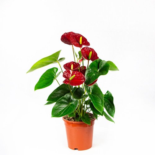 Антуриум Андре Алоха Ред Anthurium andraeanum Aloha Red 55/17