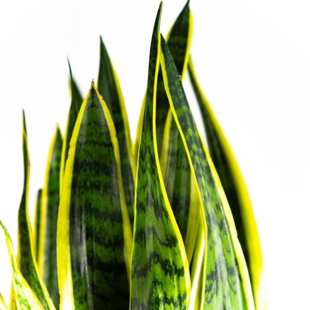 Сансевиерия трёхполосная Sansevieria laurentii 95/27 (Н)