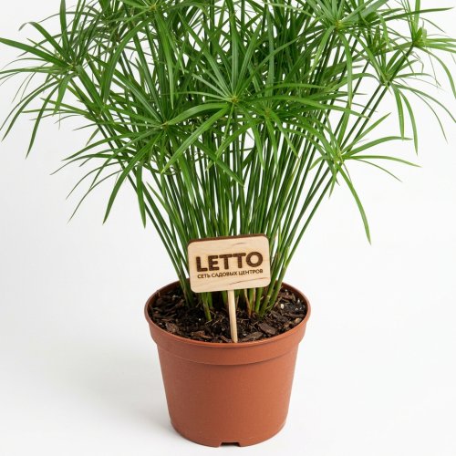 Циперус D27 