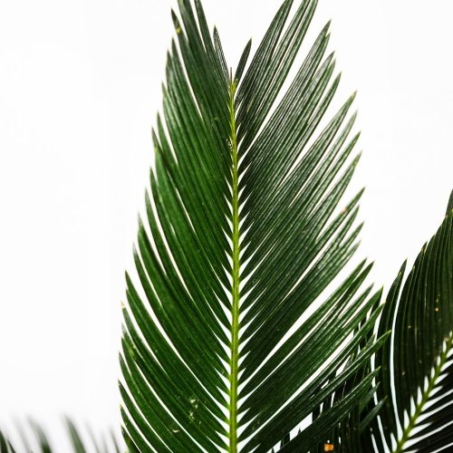 Саговник поникающий Cycas revoluta 40/12