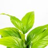 Спатифиллум Купидо Spathiphylium Cupido р15