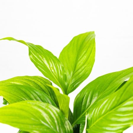 Спатифиллум Купидо Spathiphylium Cupido р15