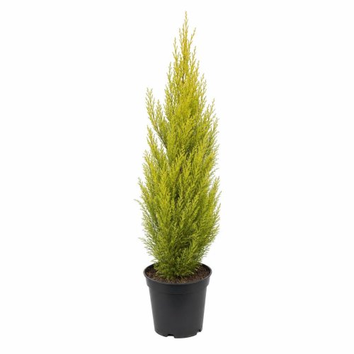 Купрессоципарис Лейланда Cupressocyparis Leylandii Gold Rider с3 (И)