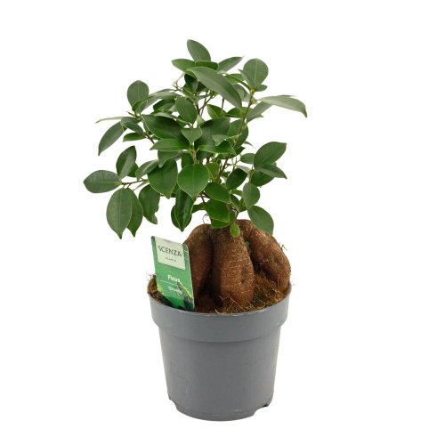 Фикус гинсенг Ficus ginseng 35/14 (Н)
