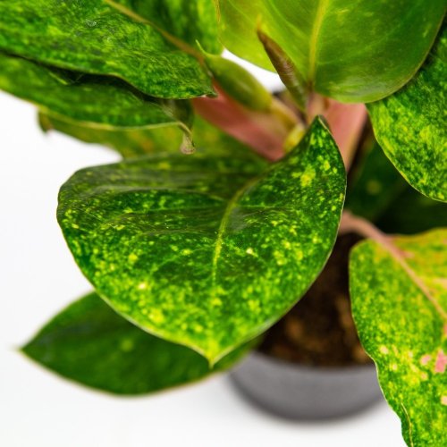 Аглаонема Эппл Грин Aglaonema Apple Green 35/12 (Н )