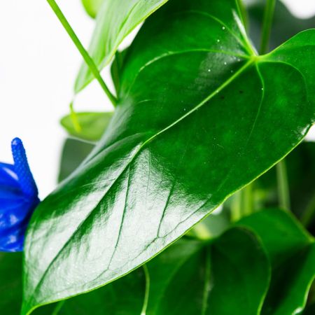 Антуриум Anthurium Blue 45/14
