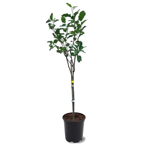 Хурма восточная Ванилья 1/2 ШТАМБ с12 Diospyros Kaki Vaniglia Mezzo Fusto
