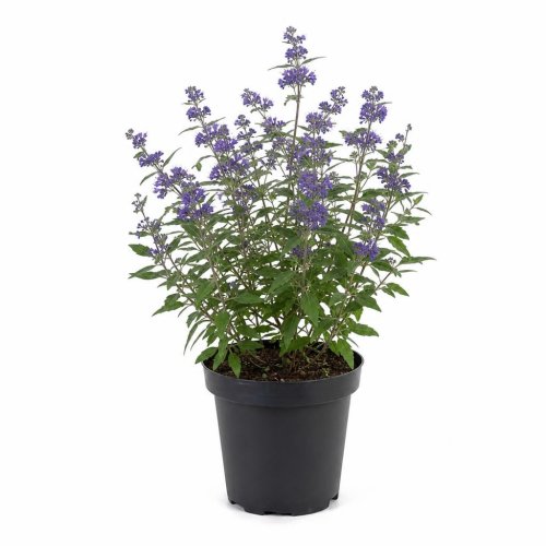 Кариоптерис Kew Blue с5