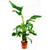 Стрелиция Николая Strelitzia nicolai 120+/24 (Н)