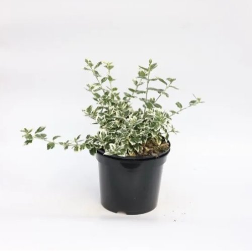 Бересклет Форчуна Emerald Gaiety с2/3