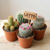 Маммиллярия удлинённая микс Mammillaria elongata mix 20/12