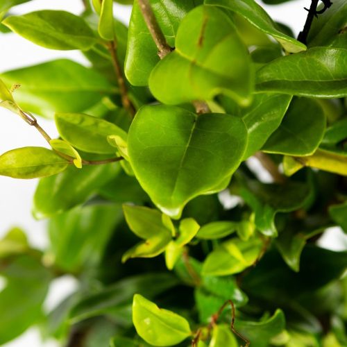 Бирючина японская Ligustrum japonicum Texanum с8 50/70 (И)