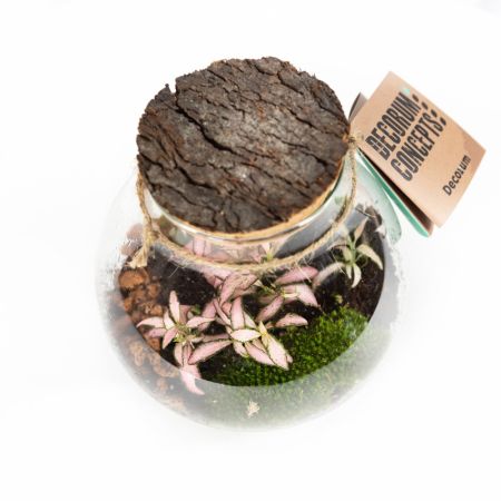 Композиция в колбе Terrarium Halley 30/16 (Н)