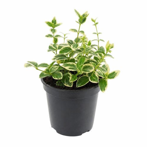 Рассада Барвинок малый Variegata р9