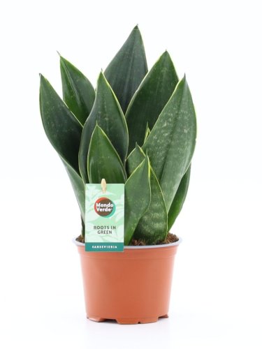 Сансевиерия Блэк Даймонд Sansevieria Black Diamond 30/12