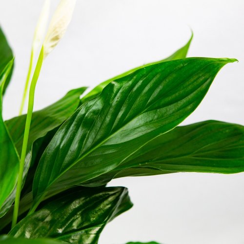 Спатифиллум Вивальди Spathiphyllum Vivaldi 2+ 65/17 (Н)