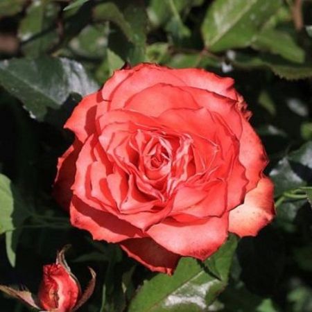 Роза чайно-гибридная Игуана контейнер 2л Кр.кр.