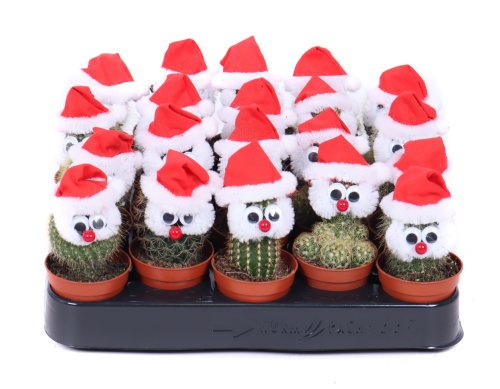 Кактус Santa Cactus 18/6,5 (Н)