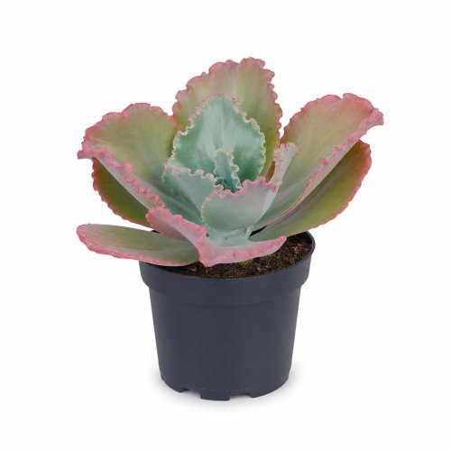 Каланхоэ Розалина Kalanchoe Rosalina р12