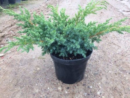 Можжевельник чешуйчатый Блю Швед Juniperus squamata Blue Swede 2л/3л (ЗК)