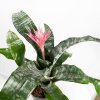 Эхмея Праймера Aechmea Primera XL 65/15
