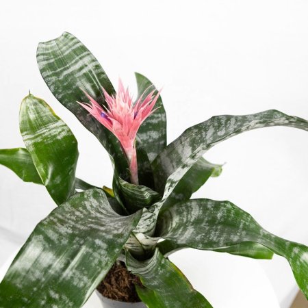 Эхмея Праймера Aechmea Primera XL 65/15