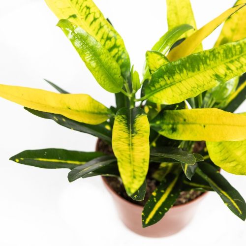 Кодиеум Санни Стар Codiaeum Sunny Star 30/12 (Н)