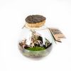 Композиция в колбе Terrarium Halley 30/16 (Н)