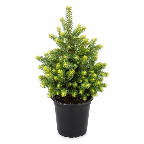 Ель канадская Picea glauca Rainbow's End р9 (Н.)