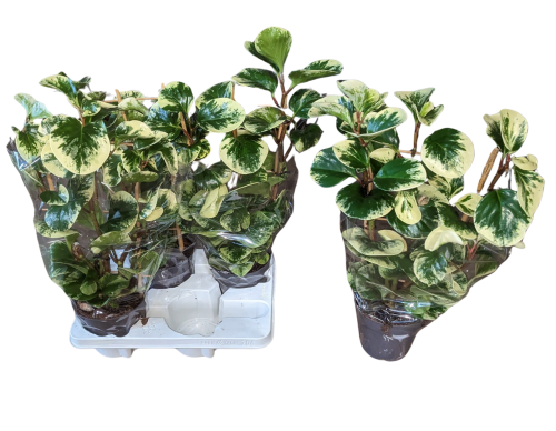 Пеперомия Peperomia Mix 50/14 (Н)