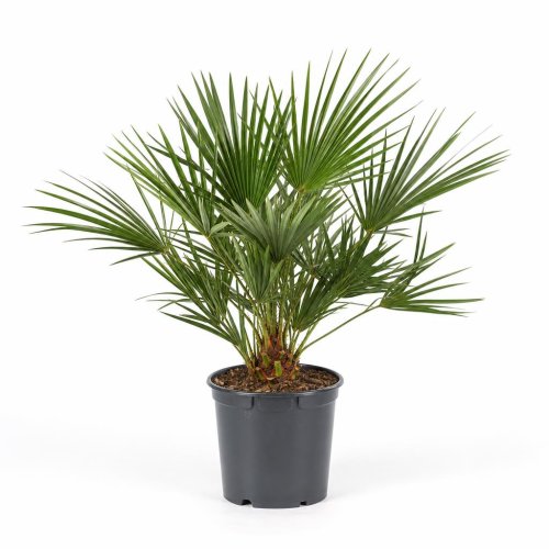 Пальма Chamaerops humilis с12